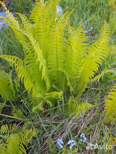 Садовые многолетники