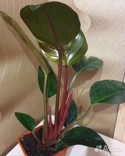 Филодендрон Rojo congo