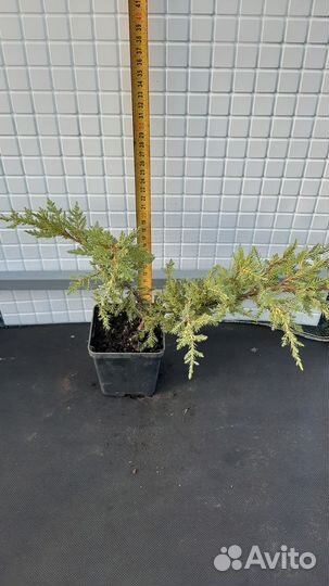 Можжевельник средний Gold Kissen