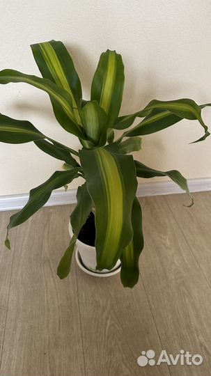 Комнатные цветы драцена