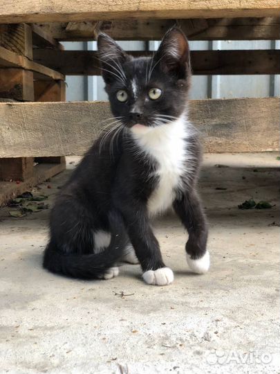 Котёнок Зорро в любящую семью