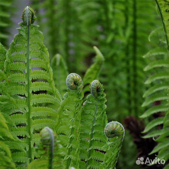 Многолетник: папоротник (страусник)
