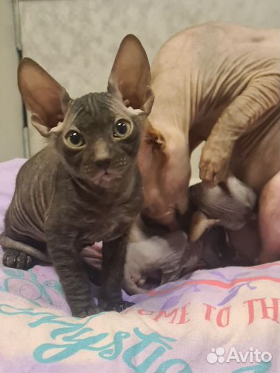 Донской сфинкс котята