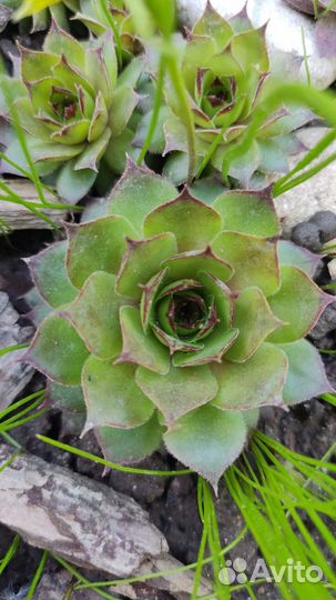 Молодило каменная роза