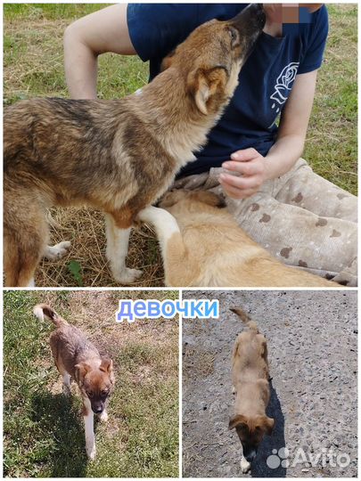 Щеночки в приюте