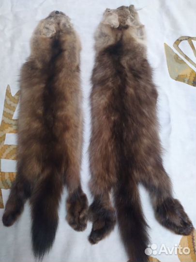 Шкурки соболя