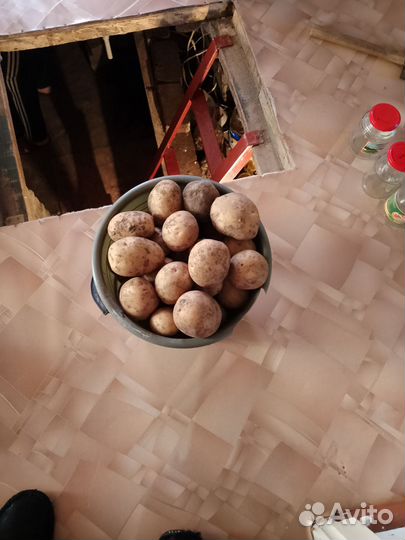 Картошка едовая