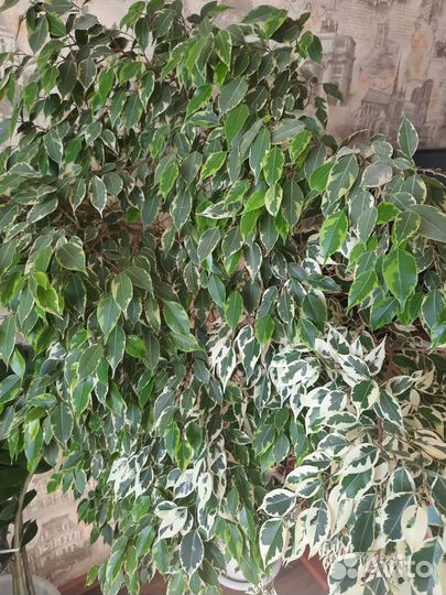 Фикус бенджамина пестролистный