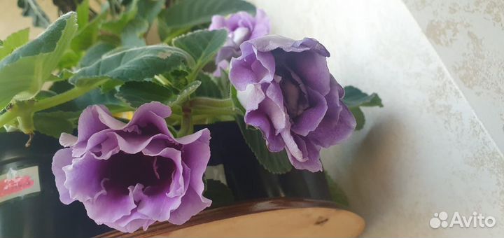 Глоксиния махровая-розовая и фиолетовая