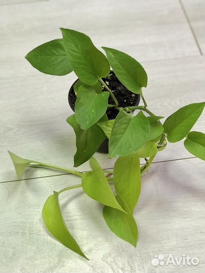 Эпипремнум Неон