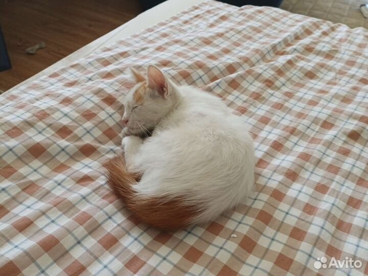 Турецкий ван