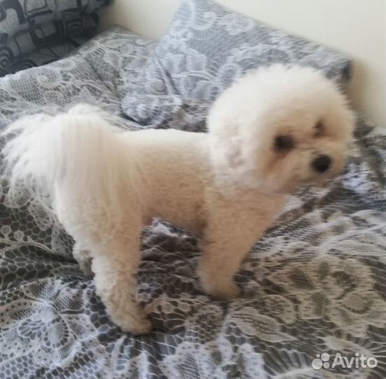 Передержка маленьких собачек и других 