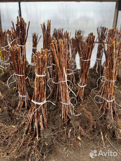 Саженцы голубики 2 лет