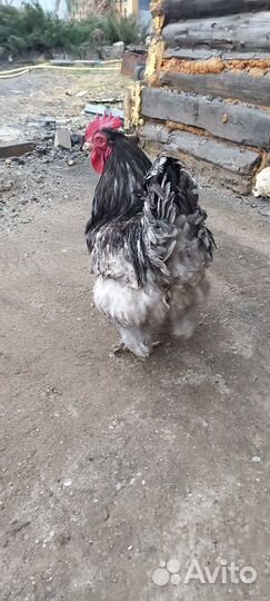 Петух
