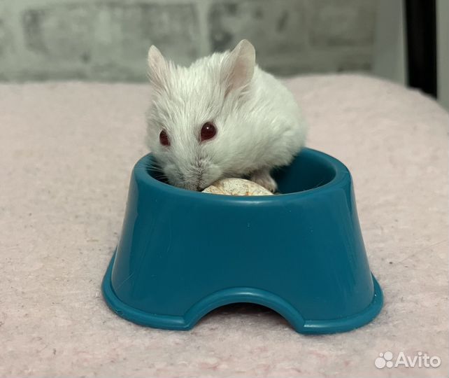 Джунгарский хомяк бесплатно