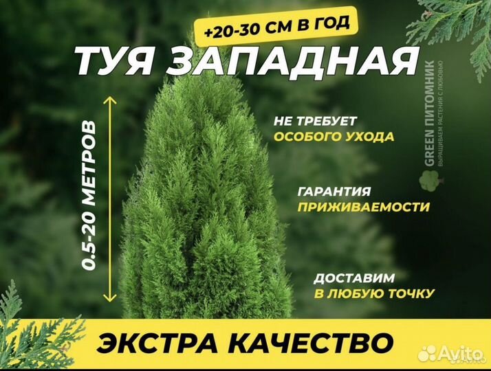 Туя смарагд, брабант,колумна