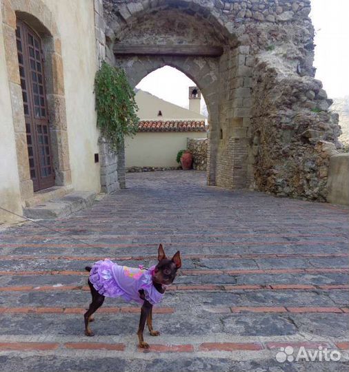 Выгул собак