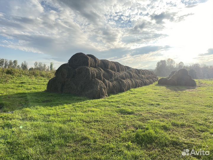 Продам сено в рулонах