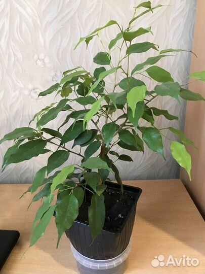 Фикус бенджамина