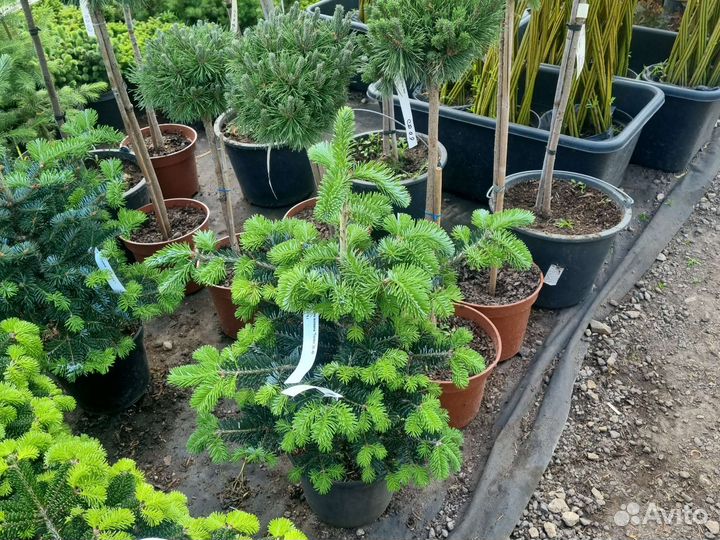 Пихта Тордис