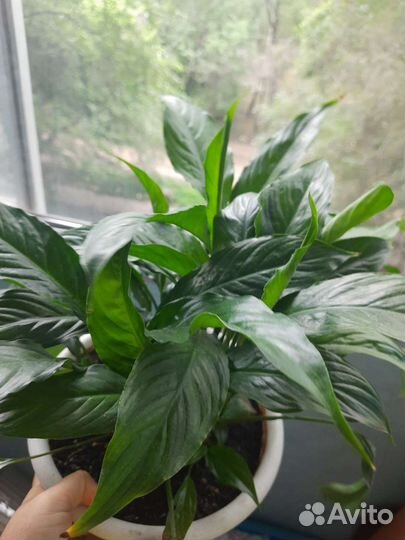 Цветок декабрист и другие