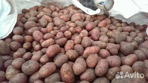 Картофель розовый Славянка