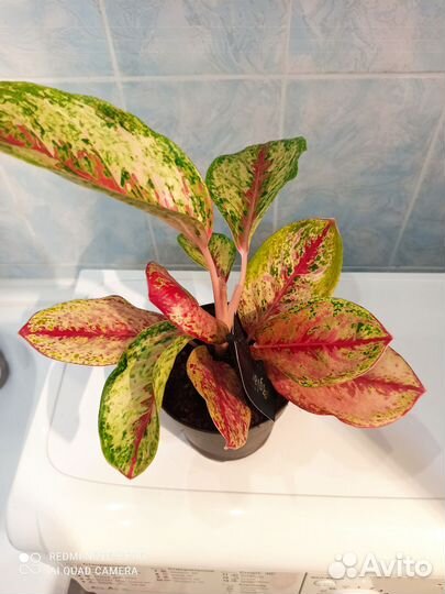 Аглаонема 10 карат