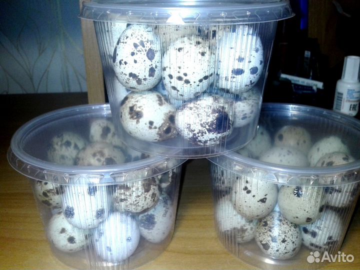 Перепелиное яйцо