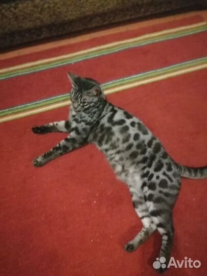 Отдам в добрые руки в связи смертью хозяйки