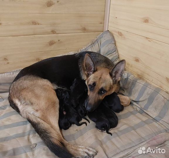 Щенки немецкой овчарки