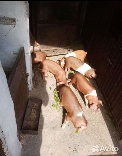 Кабанчик дюрок на племя