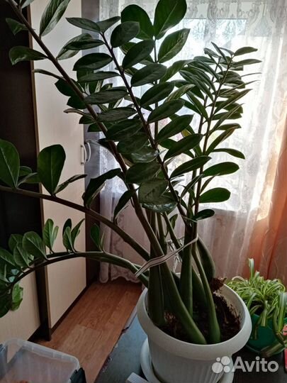 Замиокулькас