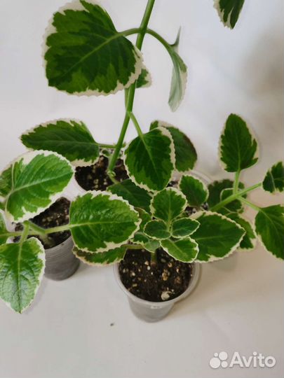 Плектрантус вариегатный