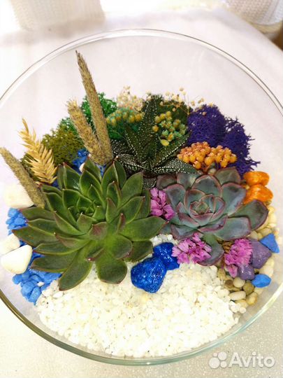 Флорариум суккуленты
