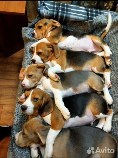 Щенки бигль классика в Москве