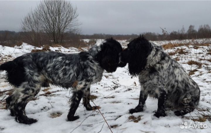 Русский охотничий спаниель вязка