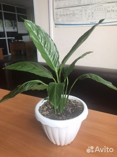 Спатифиллум