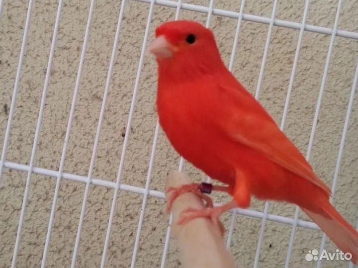 Кенара и канарейки