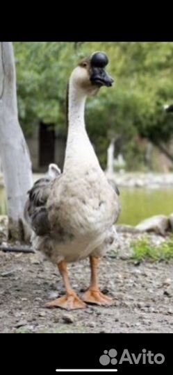 Китайские гуси