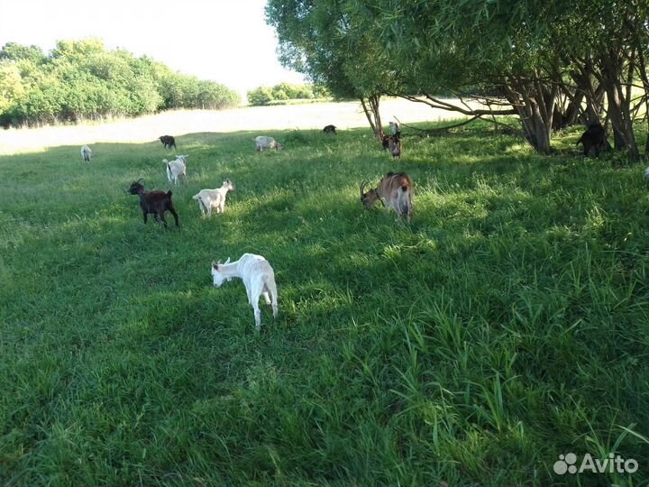 Молоко козье