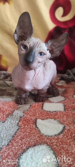 Донской сфинкс котята