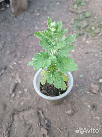 Черенки хризантемы мультифлора