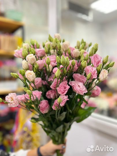 Эустома:Свежее поступление