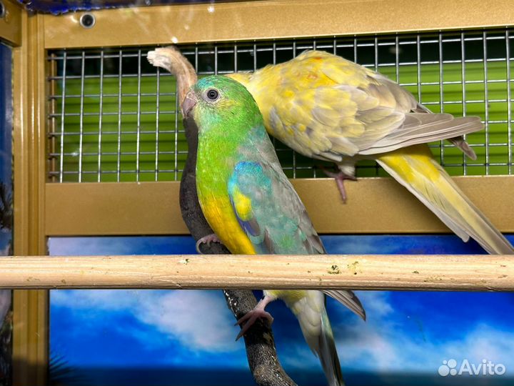 Певчий попугай