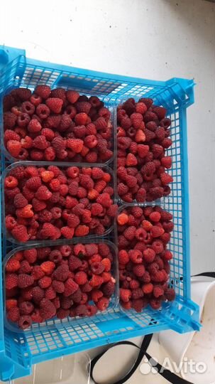 Рассада малины летняя, и ремонтантная