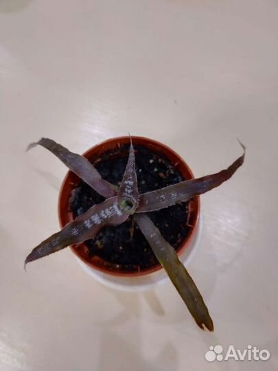 Криптанус полосатый