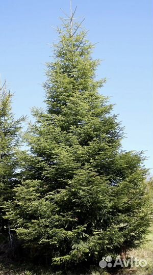 Ель голубая Экстра