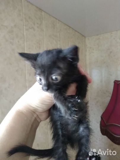Кошка в дар бесплатно
