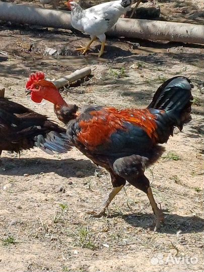 Молодые петухи