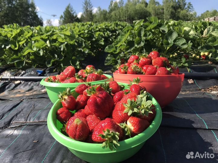 Клубника с Голоустненского тракта (не Байкальск)
